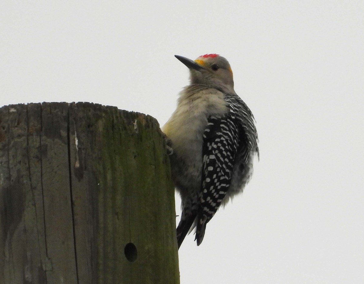 Golden-fronted Woodpecker - ML516955481