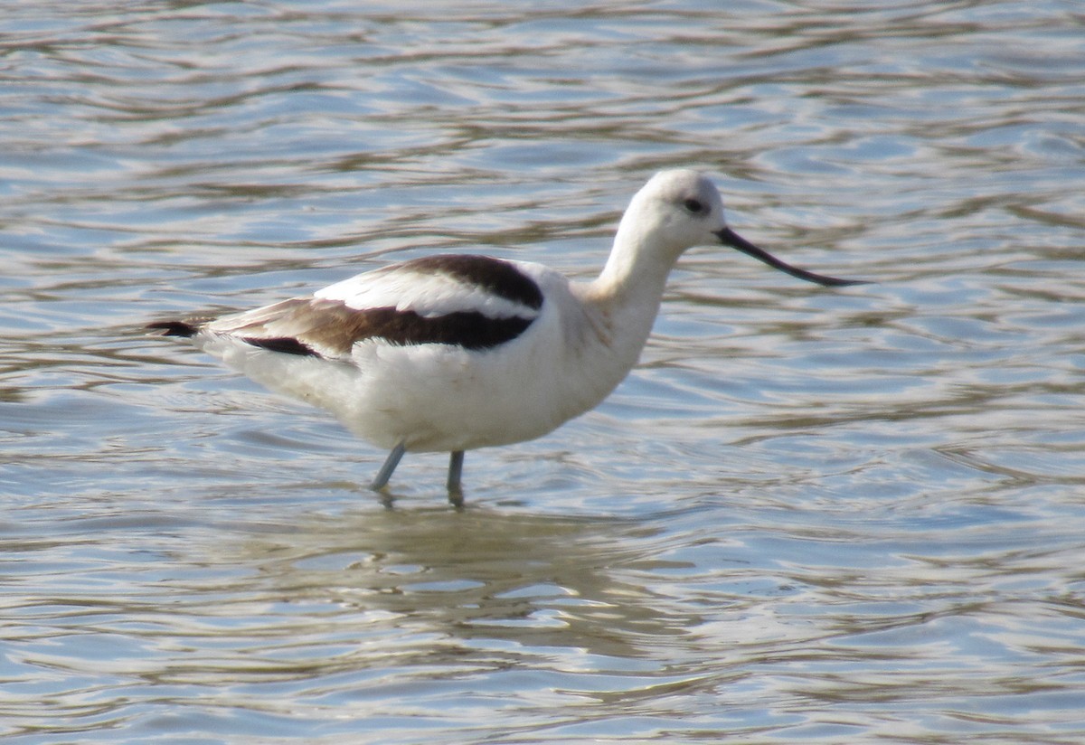 Avoceta Americana - ML516955561