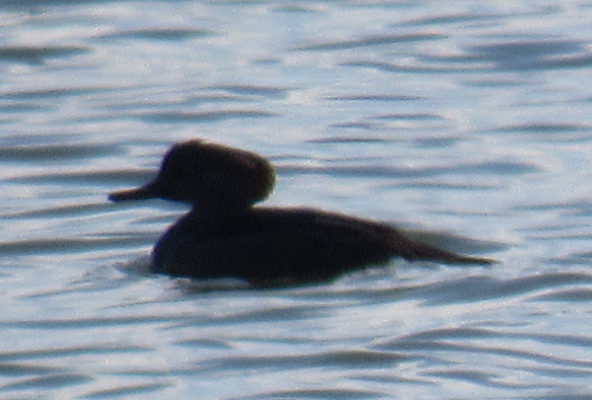 Hooded Merganser - ML516956011