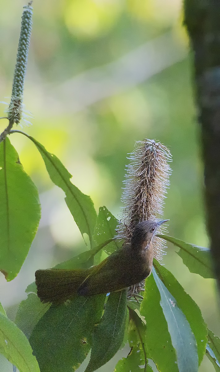 Mountain Bulbul - ML516956031