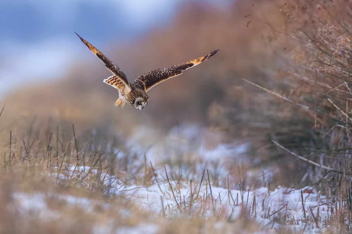 Short-eared Owl - ML516956091