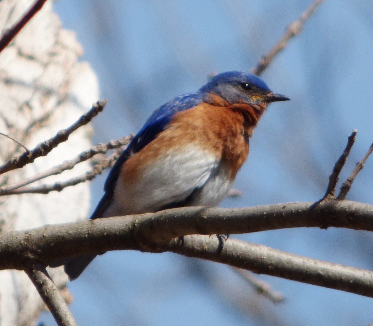 Eastern Bluebird - ML51695651