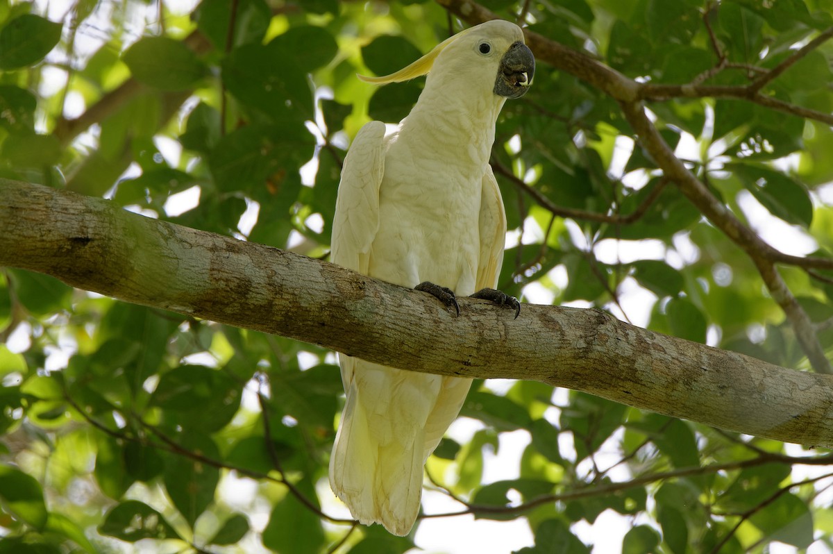 Sulphur-crested Cockatoo - ML516957761