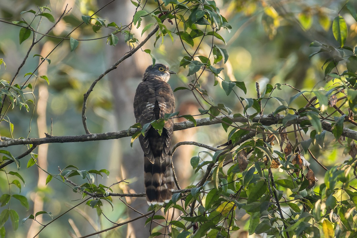 Large Hawk-Cuckoo - ML516959651