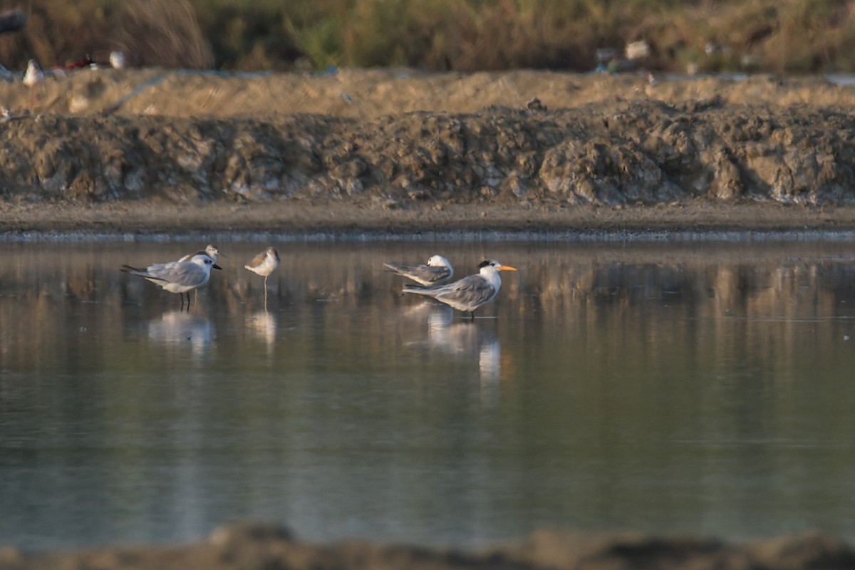 Lesser Crested Tern - Wich’yanan Limparungpatthanakij