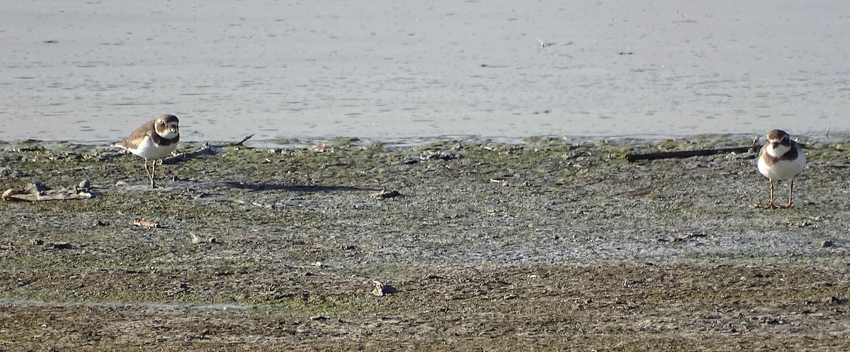 Semipalmated Plover - ML516960641