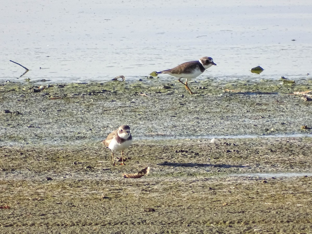 Semipalmated Plover - ML516960661