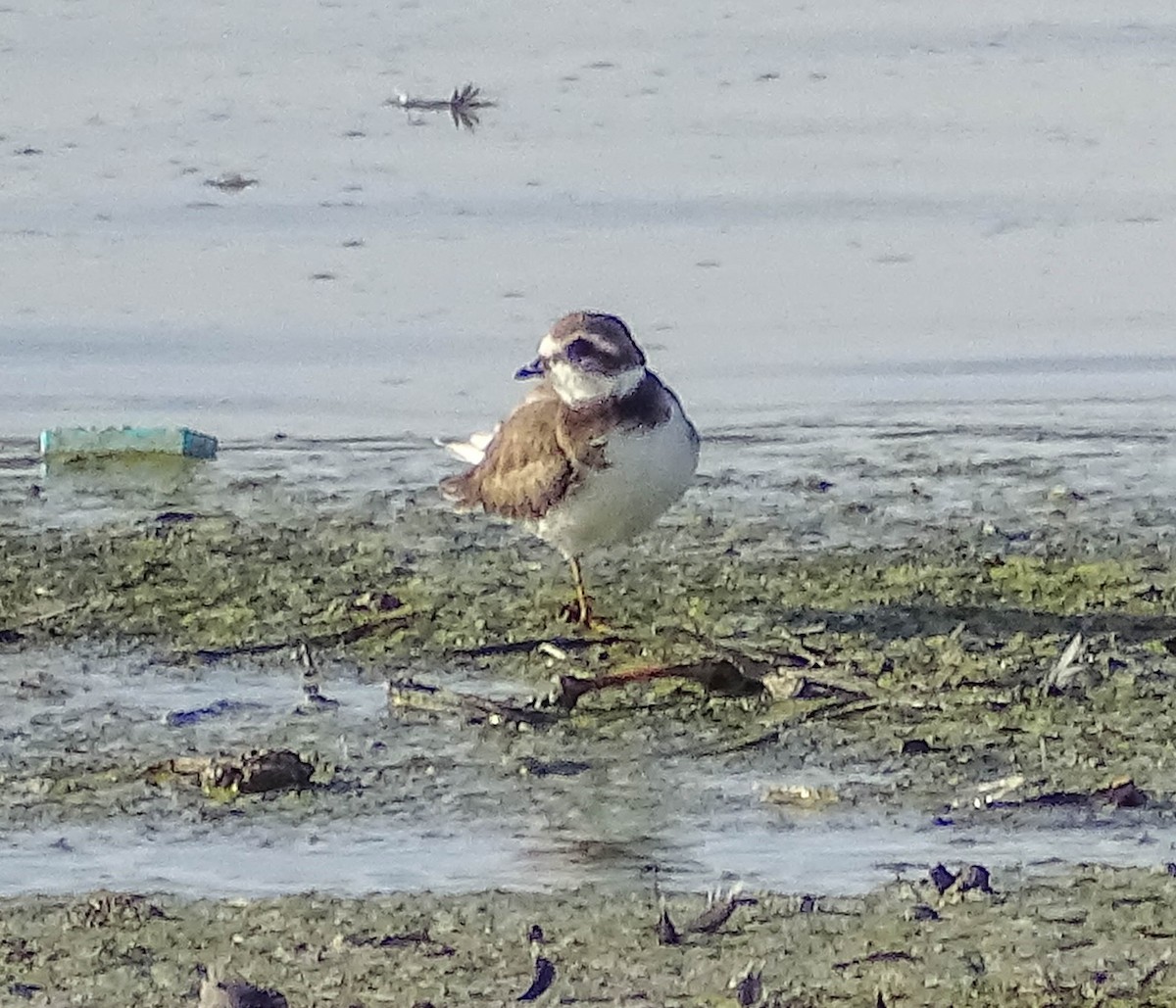 Semipalmated Plover - ML516960671