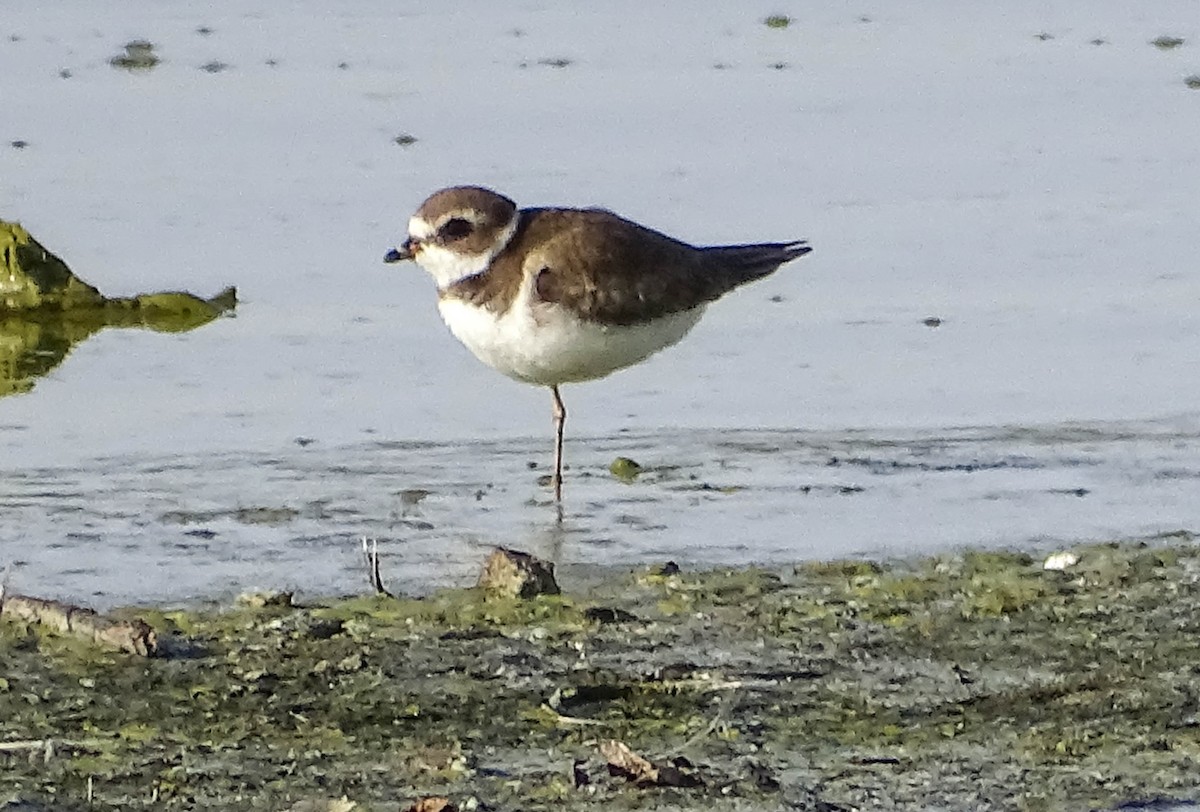 Semipalmated Plover - ML516960691