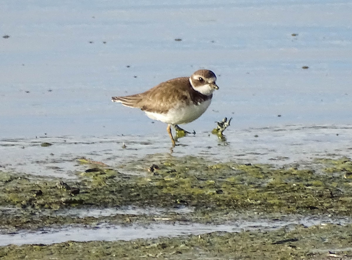 Semipalmated Plover - ML516960701