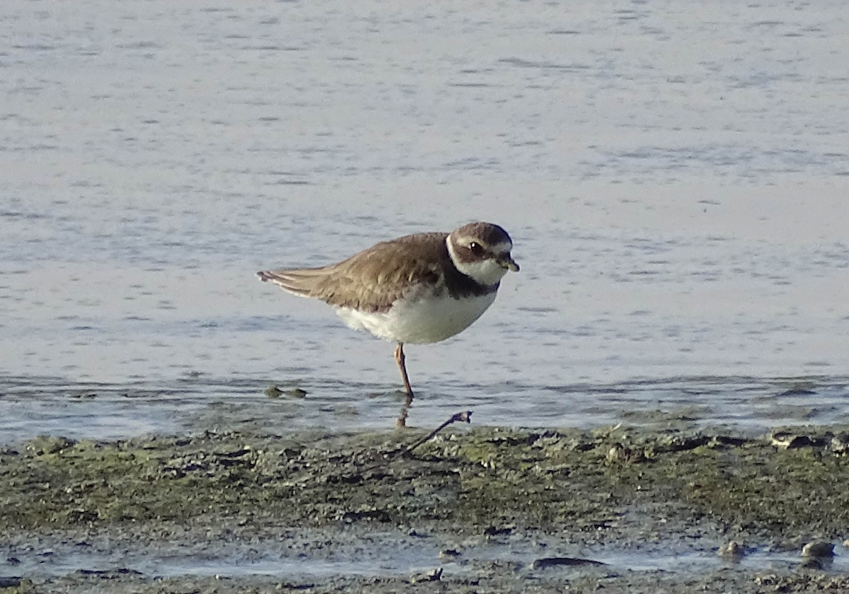 Semipalmated Plover - ML516960721