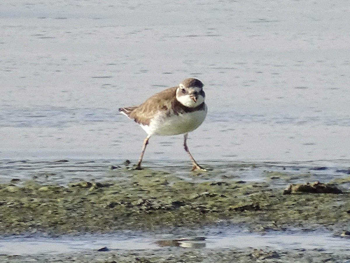 Semipalmated Plover - ML516960731