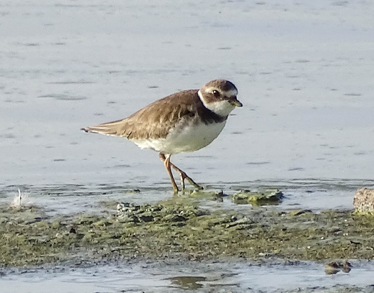 Semipalmated Plover - ML516960741