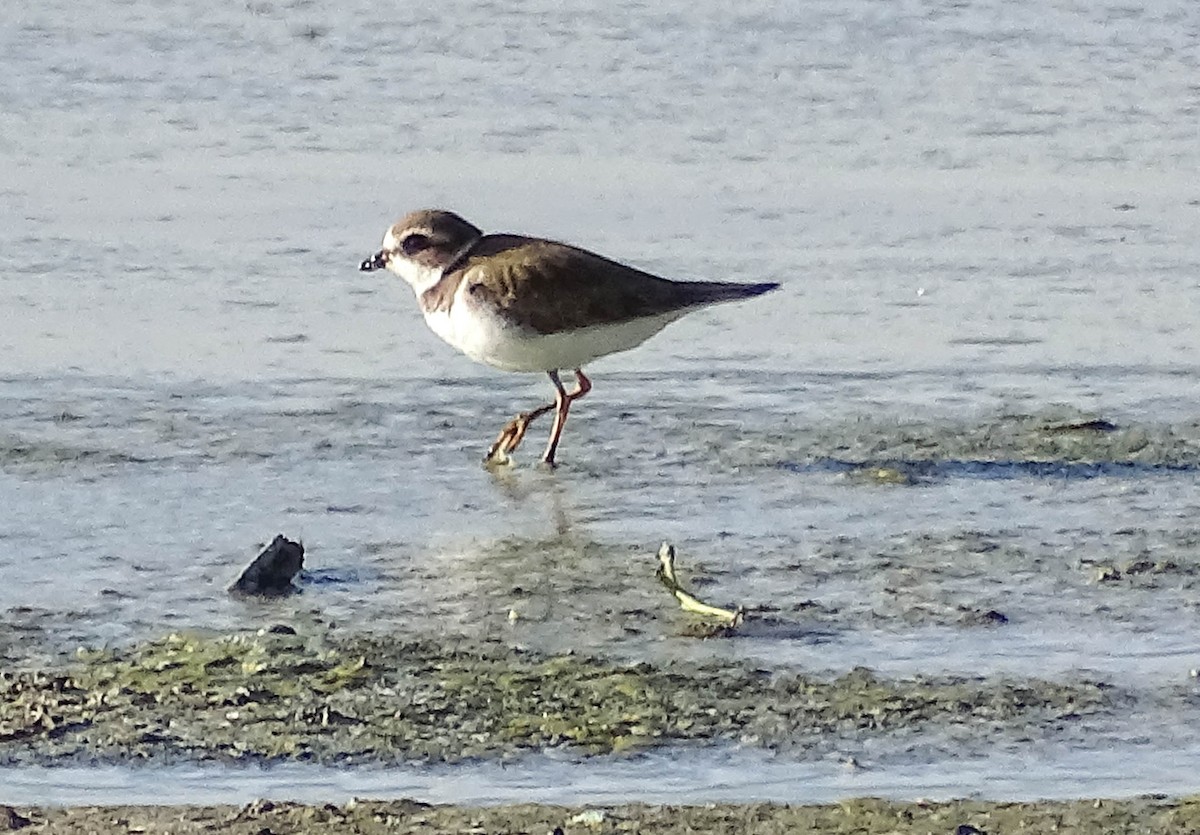 Semipalmated Plover - ML516960751