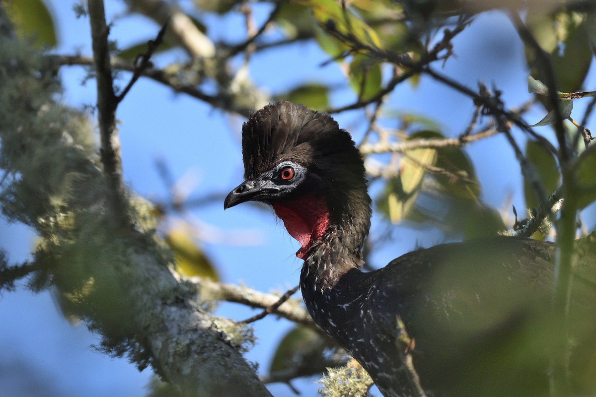 Crested Guan - ML516962461