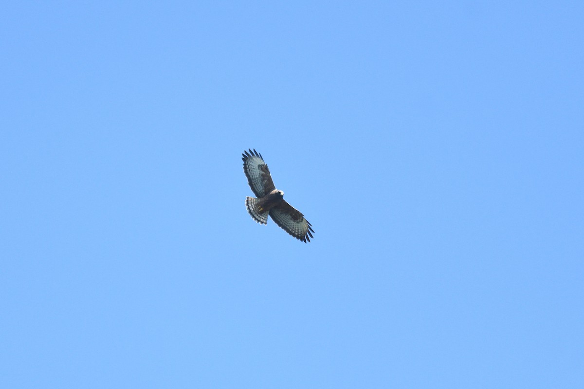 Short-tailed Hawk - ML516962511