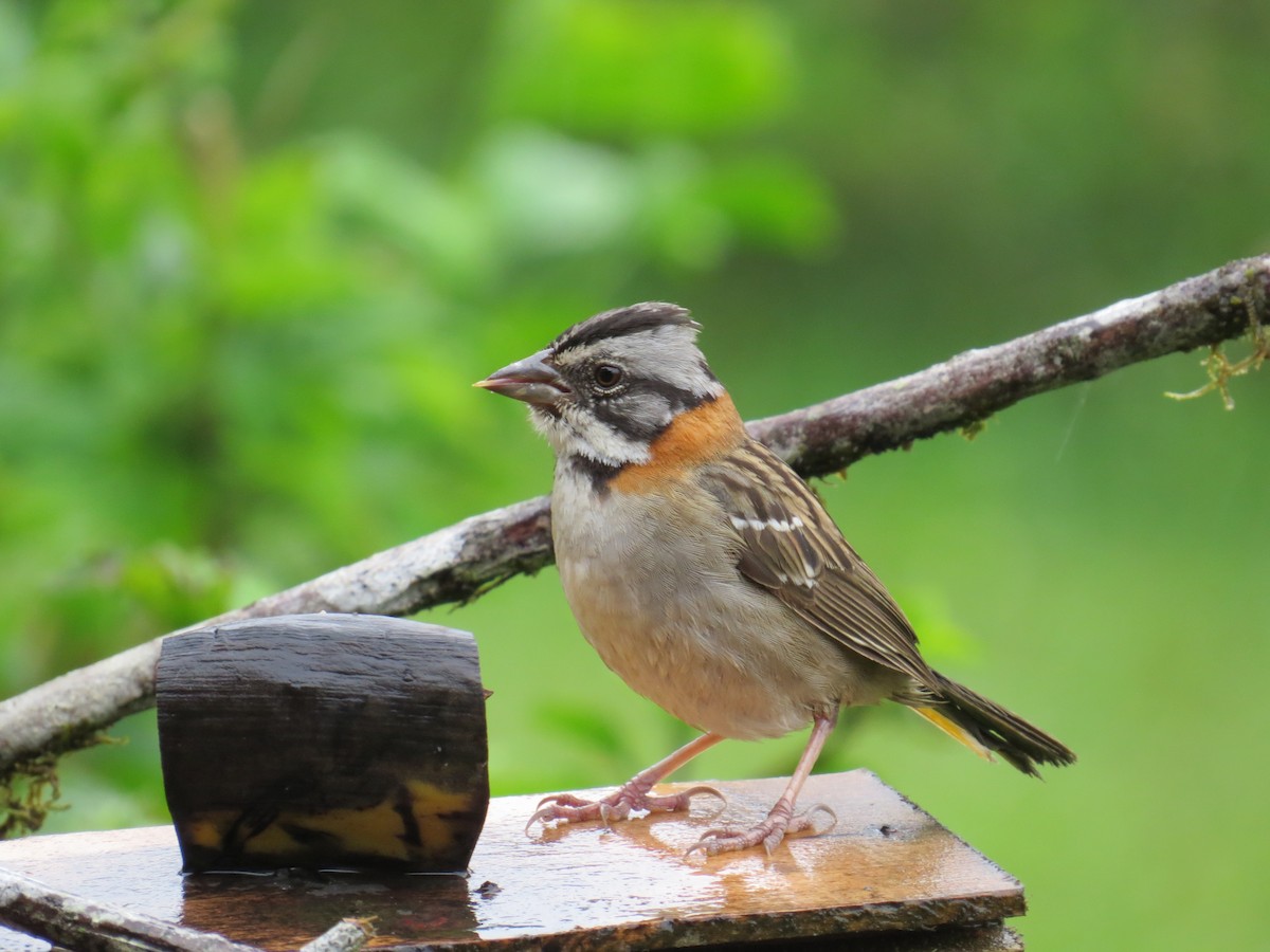 Rufous-collared Sparrow - Eric Wilmot