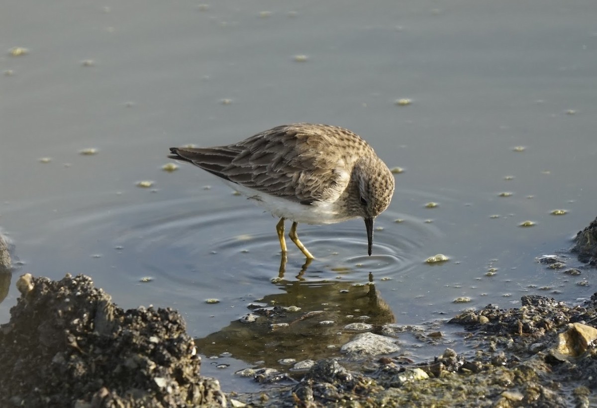 pygmésnipe - ML516963491