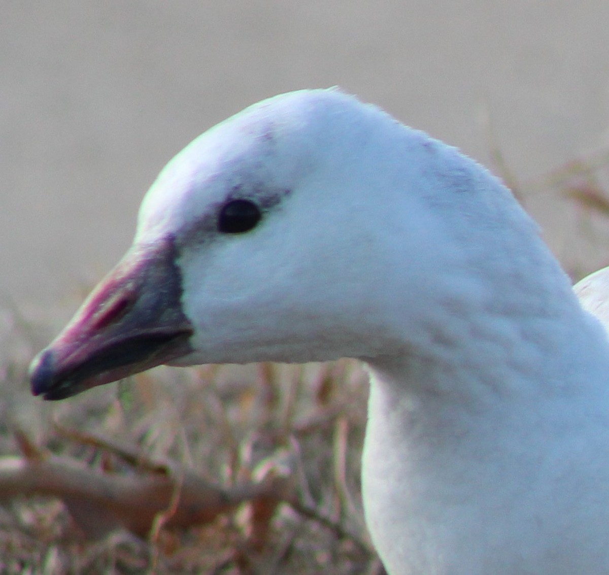 Snow Goose - ML516964941