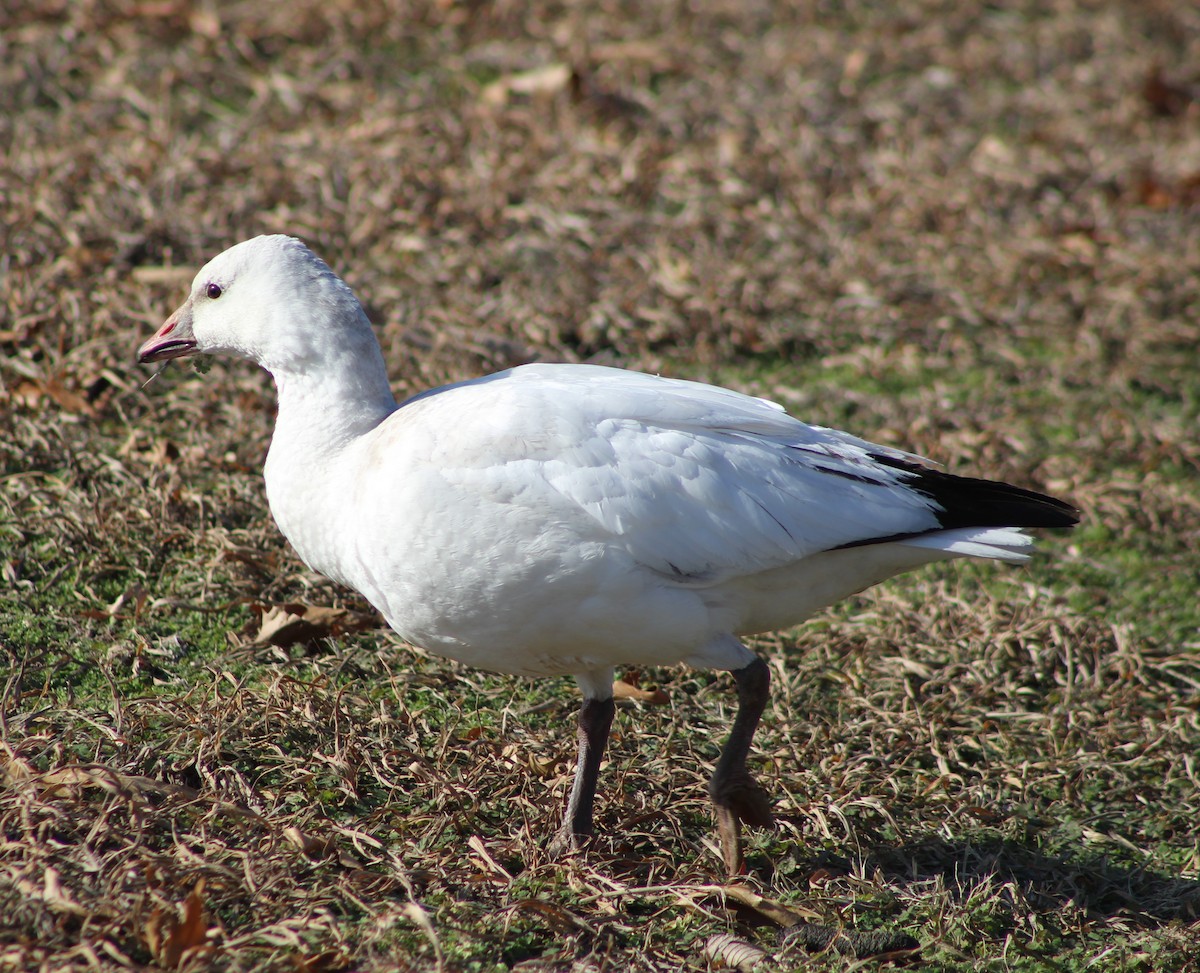 Snow Goose - Anna Nesterovich