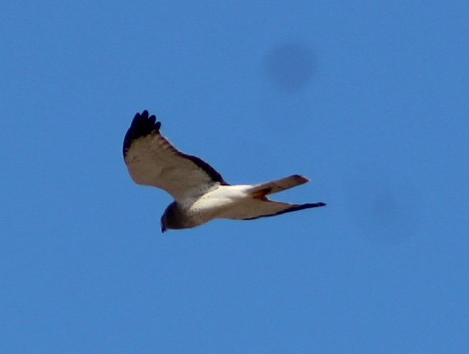 Northern Harrier - ML516965241