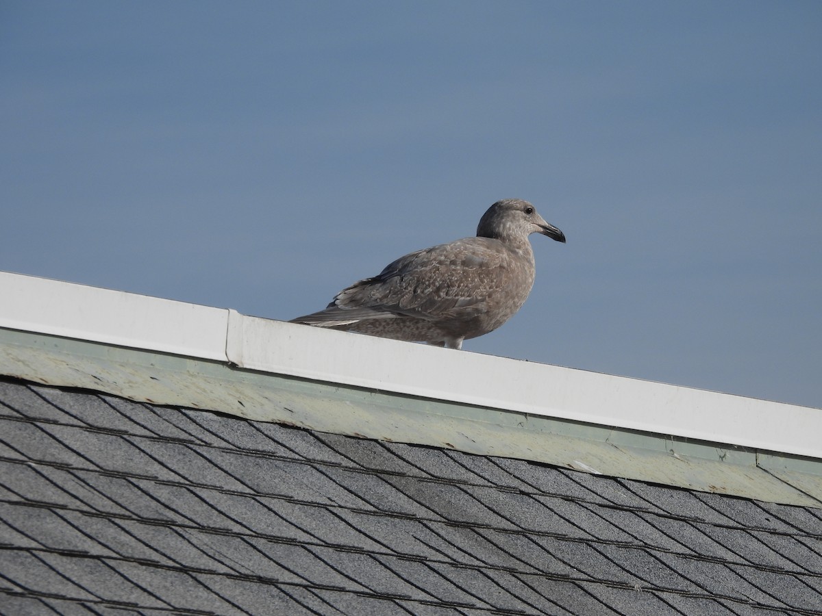 Glaucous-winged Gull - ML516965361