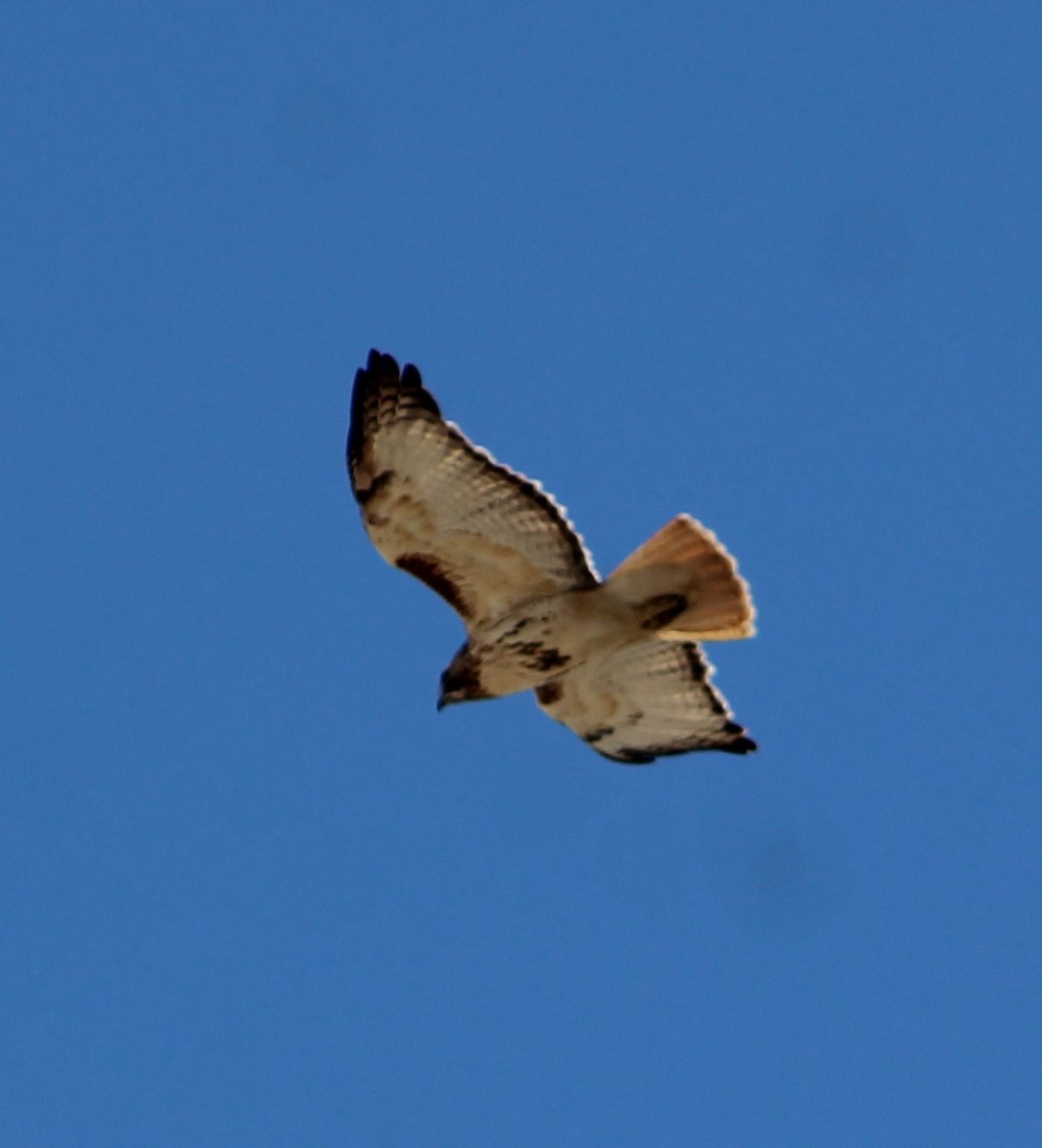 Red-tailed Hawk - ML516965391