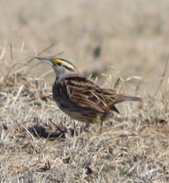 Eastern Meadowlark - ML516965481