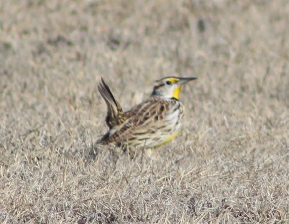 Eastern Meadowlark - ML516965491