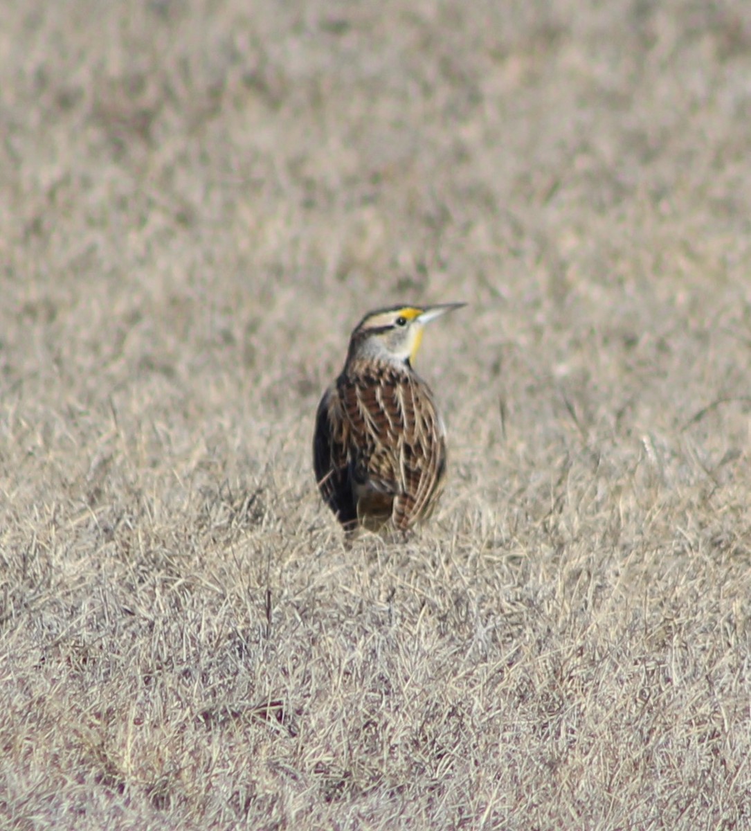 Eastern Meadowlark - ML516965511