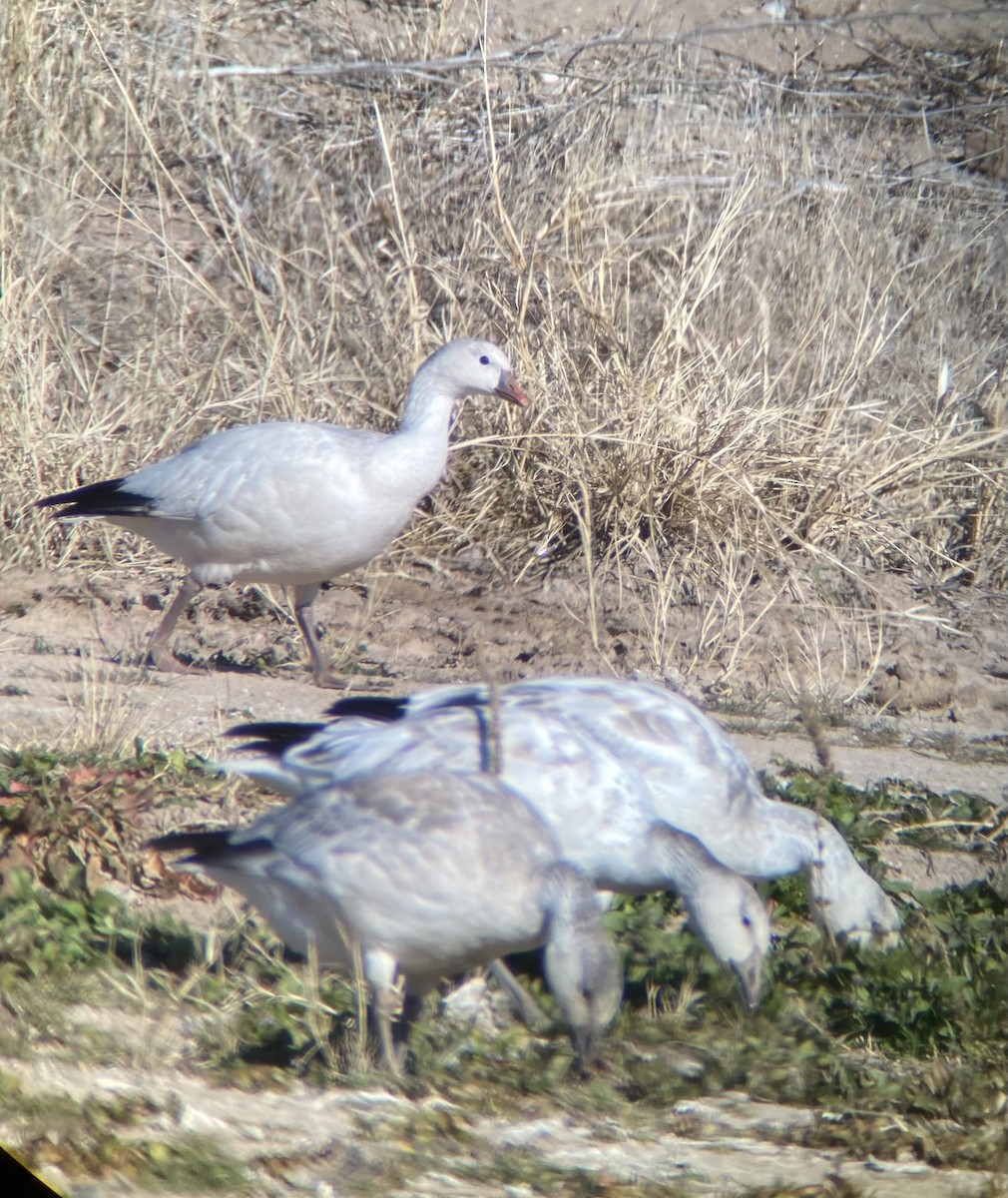 Ross's Goose - ML516965591