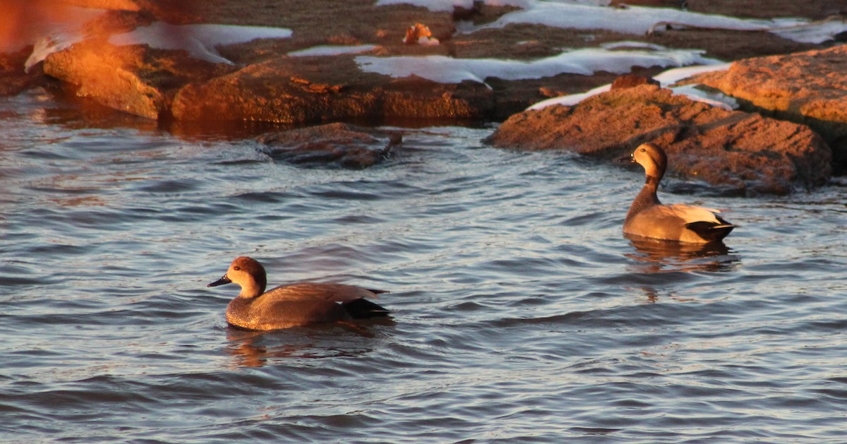 Gadwall - ML516965631