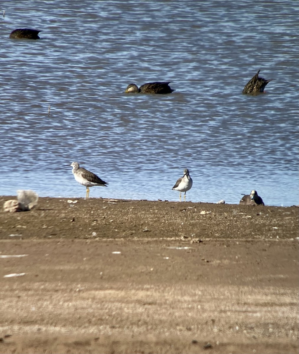 Greater Yellowlegs - Freda Walker