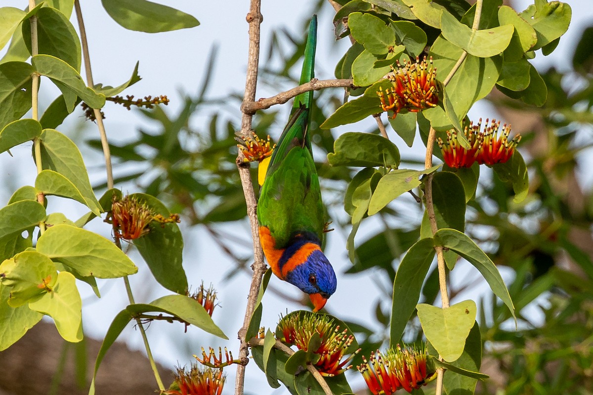 Red-collared Lorikeet - ML516966151