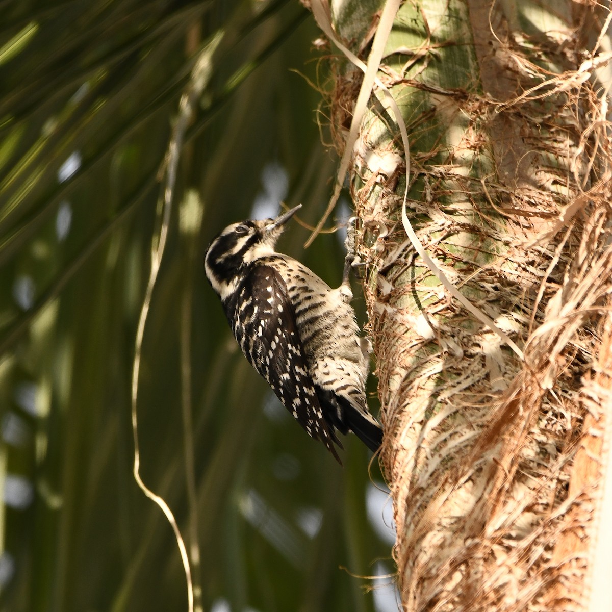 Nuttall's Woodpecker - ML516966521