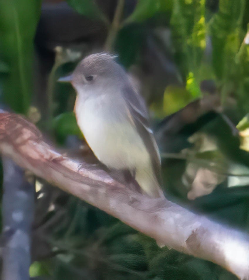 Hammond's Flycatcher - ML516967311