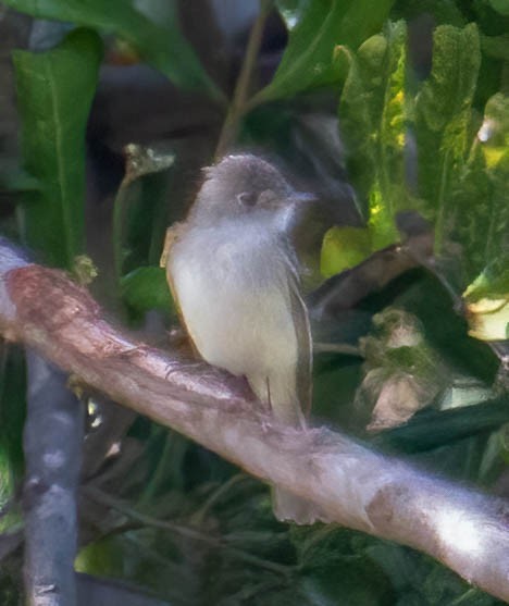 Hammond's Flycatcher - ML516967321