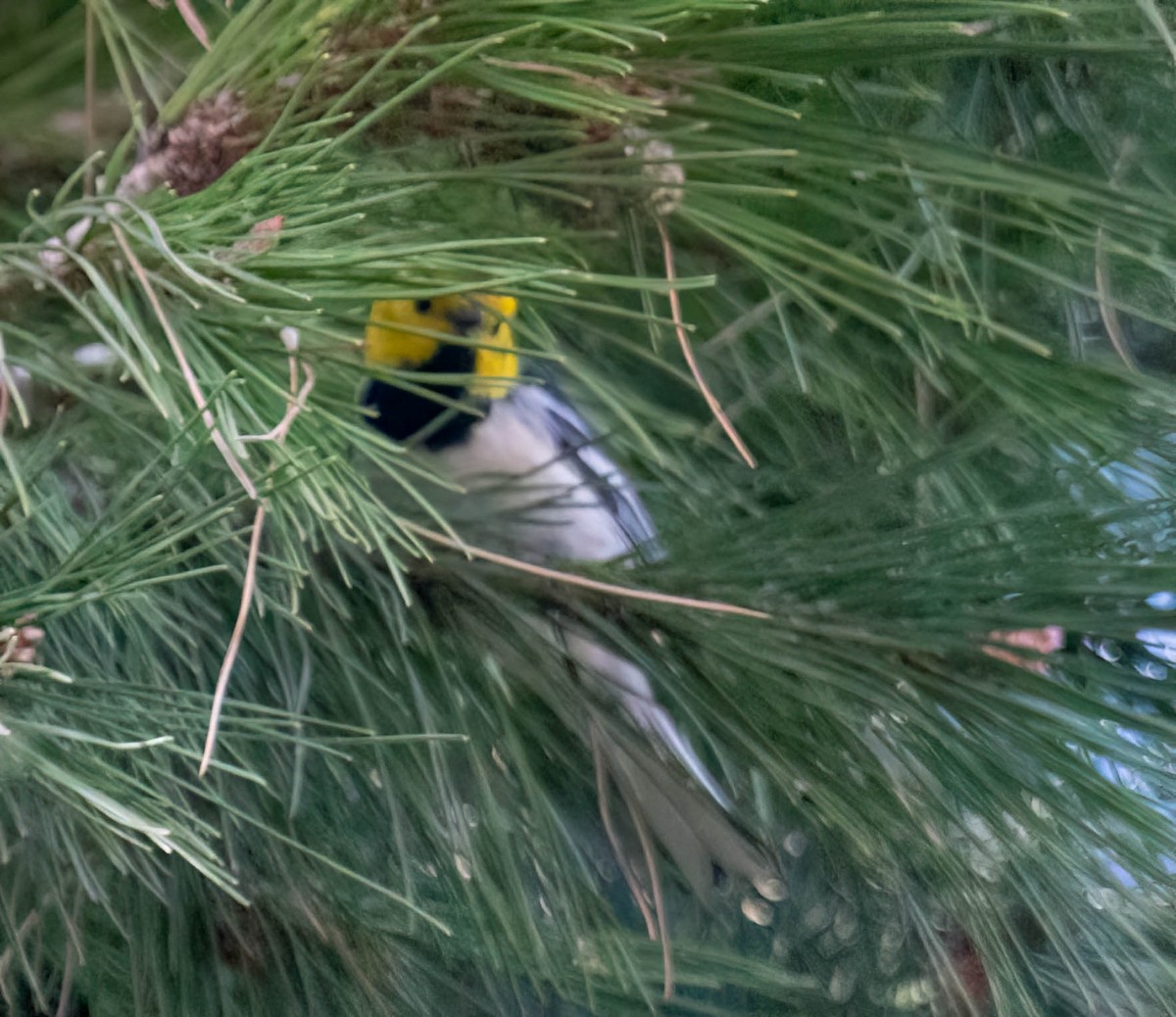 Hermit Warbler - ML516967331