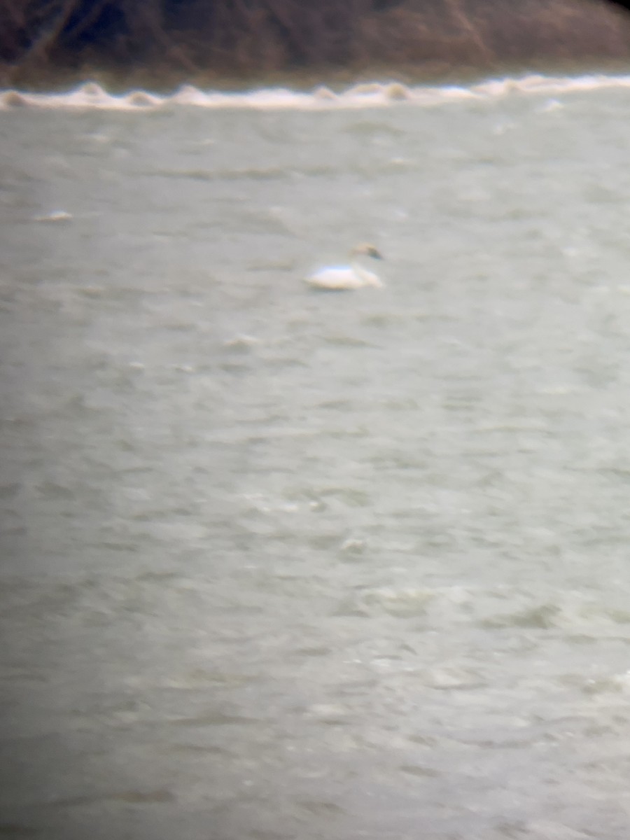 Trumpeter Swan - ML516968131