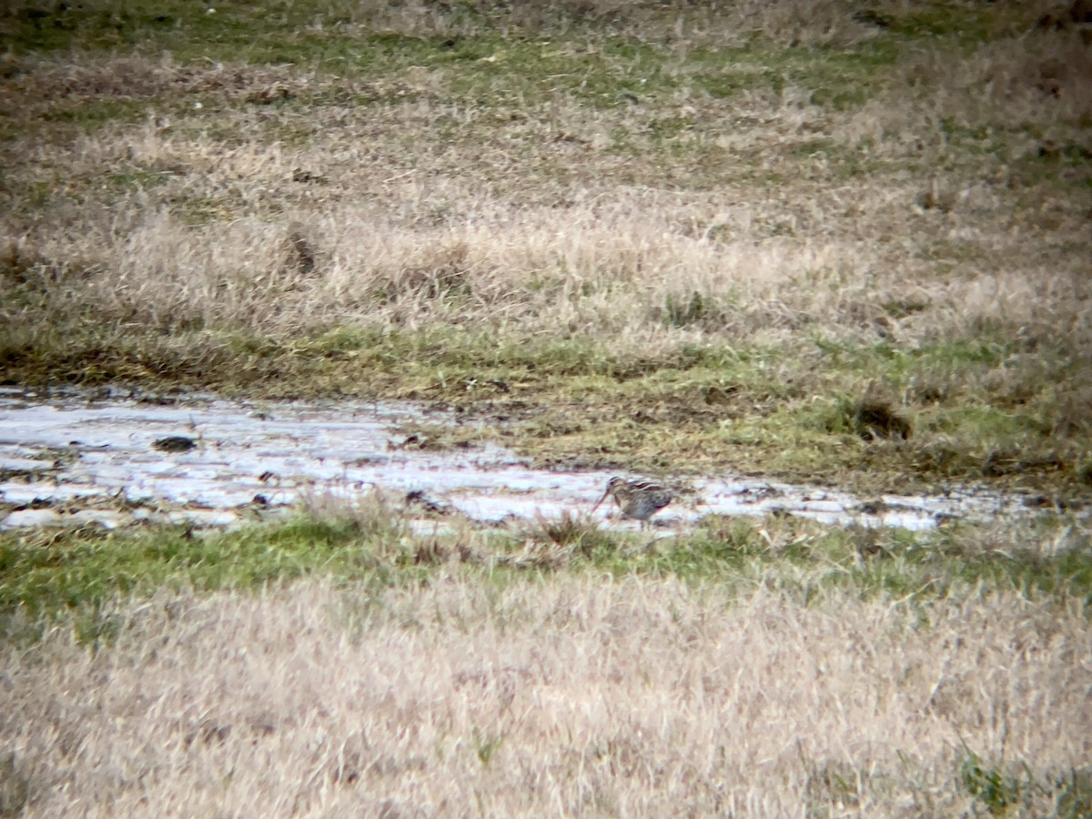 Wilson's Snipe - ML516968471