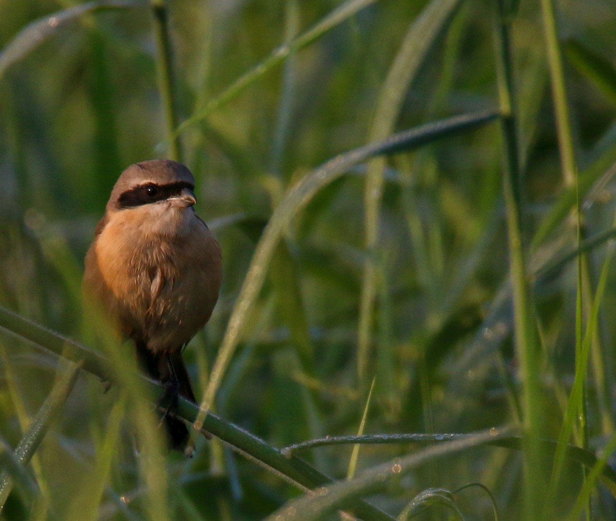 Long-tailed Shrike - ML516970581