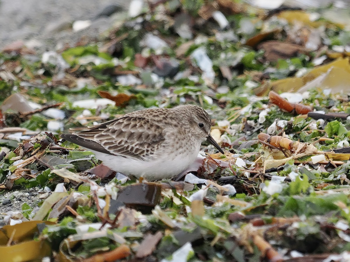 Least Sandpiper - ML516970651