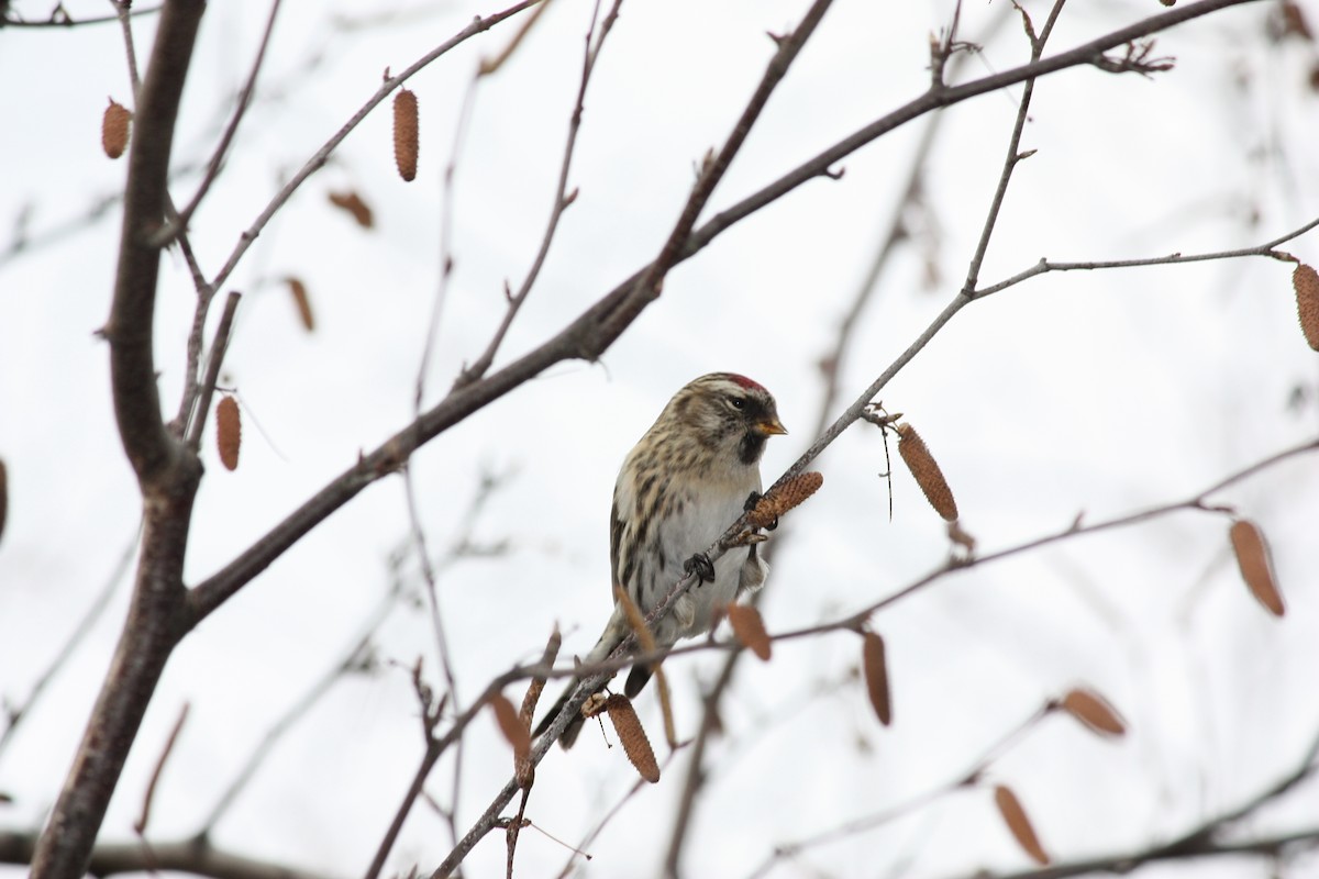 Common Redpoll - ML516970791