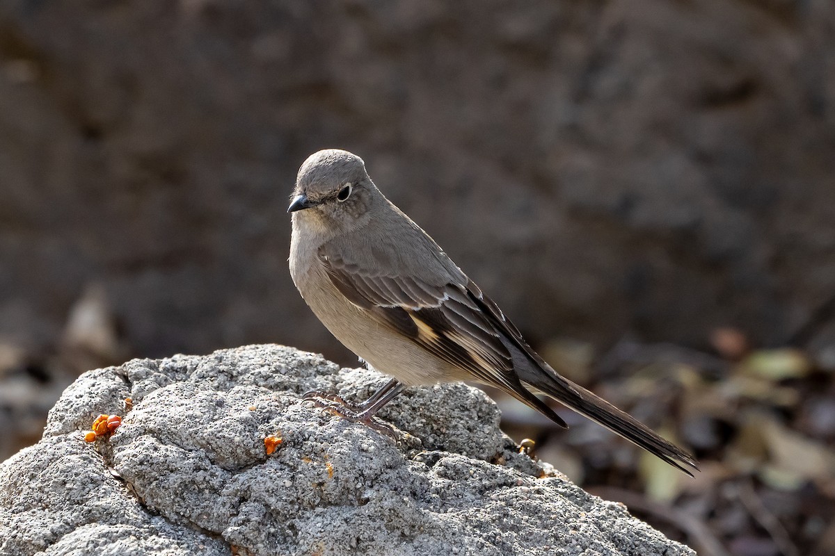 Townsend's Solitaire - ML516970801