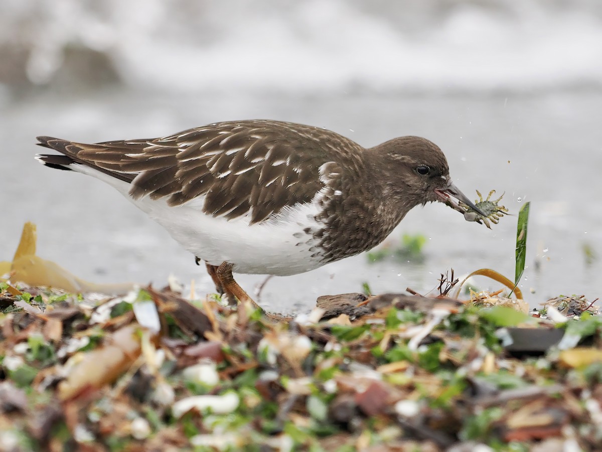 Black Turnstone - ML516971021