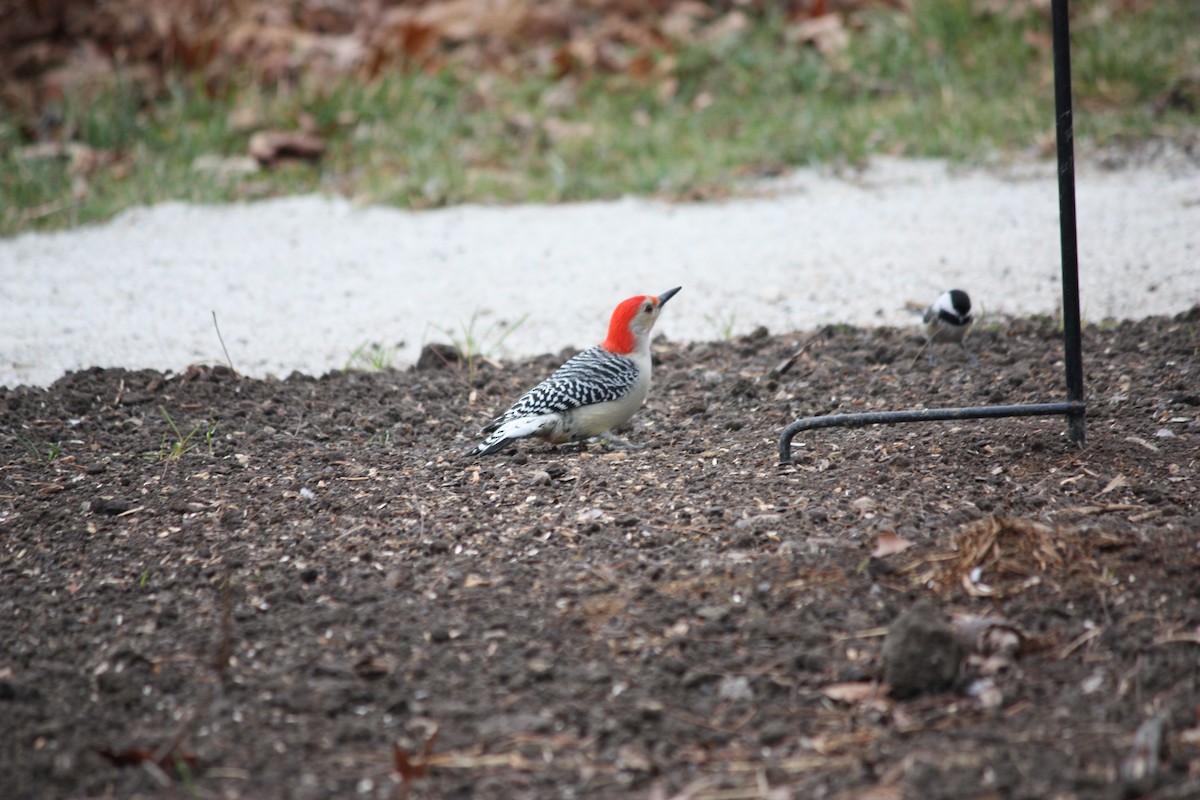 Red-bellied Woodpecker - ML516971261