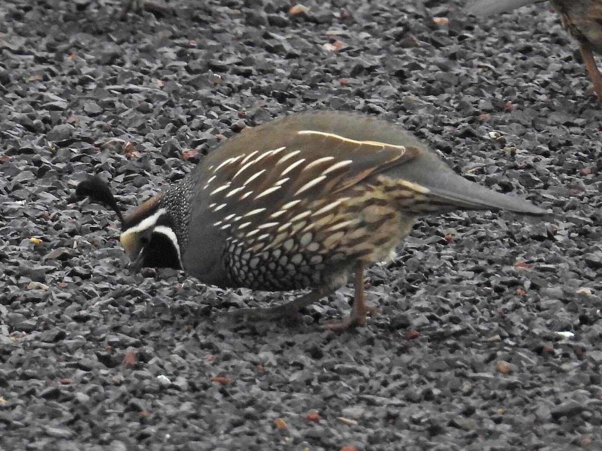 California Quail - ML516971651