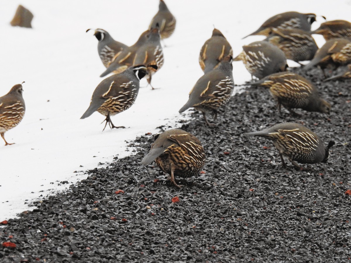 California Quail - ML516971661