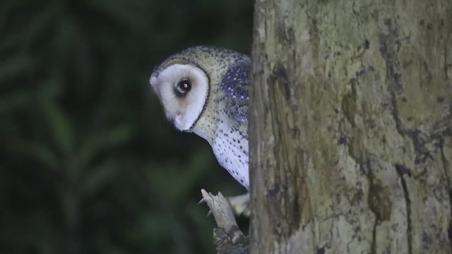 Australian Masked-Owl - ML516971771