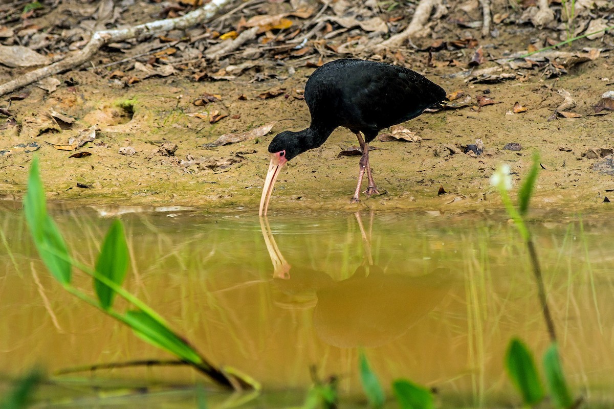 rødmaskeibis - ML516972641